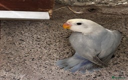 Lovebirds birds for sale: Beautiful Opline lovebirds in Birmingham - Image 5