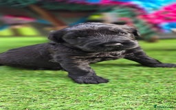 Russian Black Terrier dogs for sale: Russian Black Terrier  - Image 23
