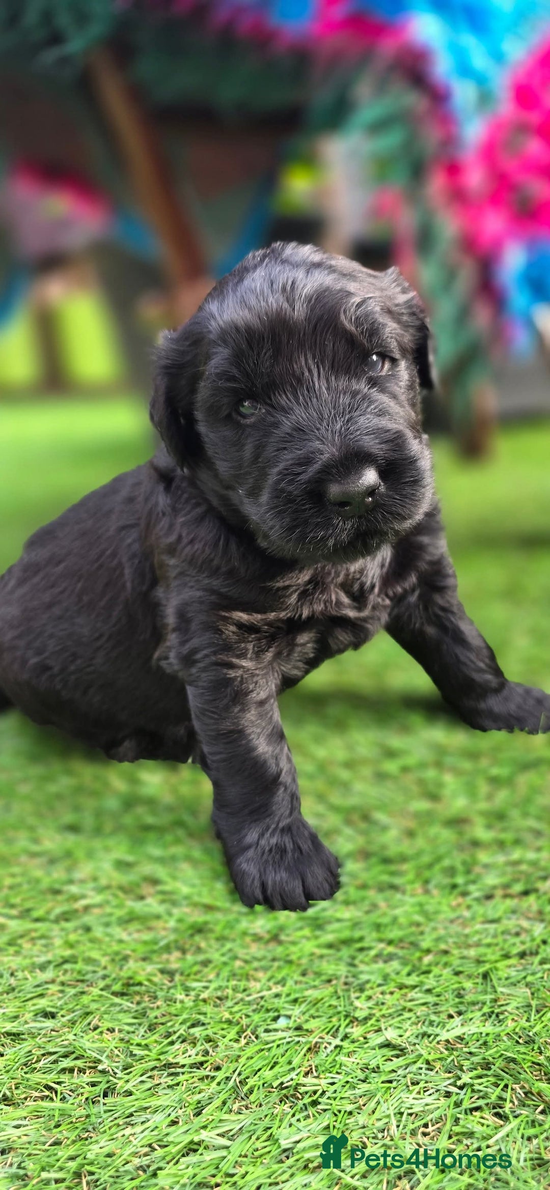Russian Black Terrier dogs for sale: Russian Black Terrier  - Image 23