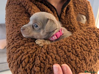 Jack Russell dogs Quality Miniature Jack Russells - Advert 13