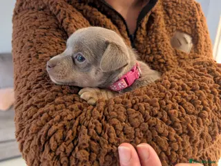 Jack Russell dogs Quality Miniature Jack Russells - Advert 16