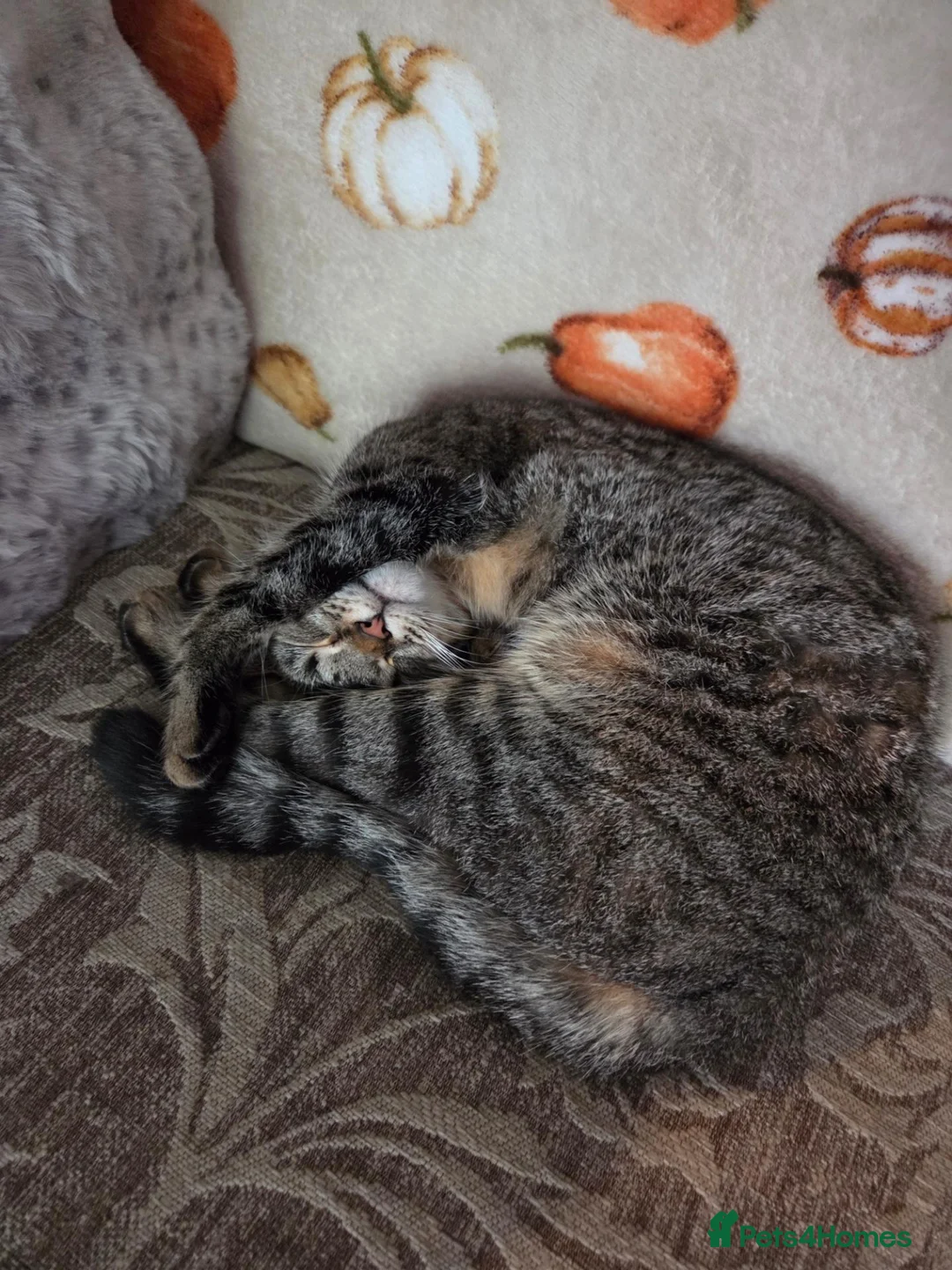 Mixed Breed cats for sale: Bella  in Doncaster - Advert 1