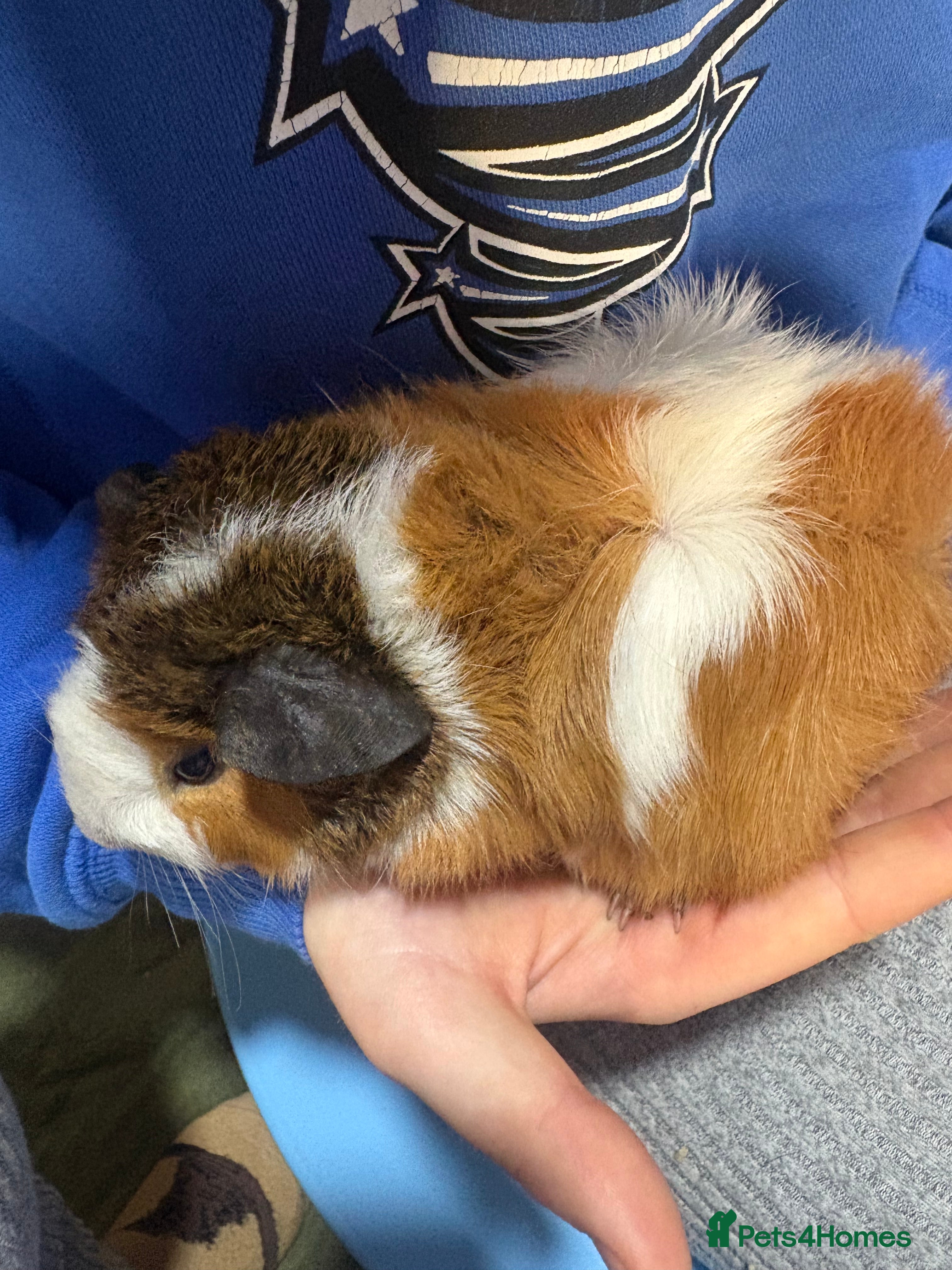 Guinea Pig rodents Female guinea pigs - Advert 1