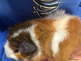 Guinea Pig rodents Female guinea pigs - Advert 18