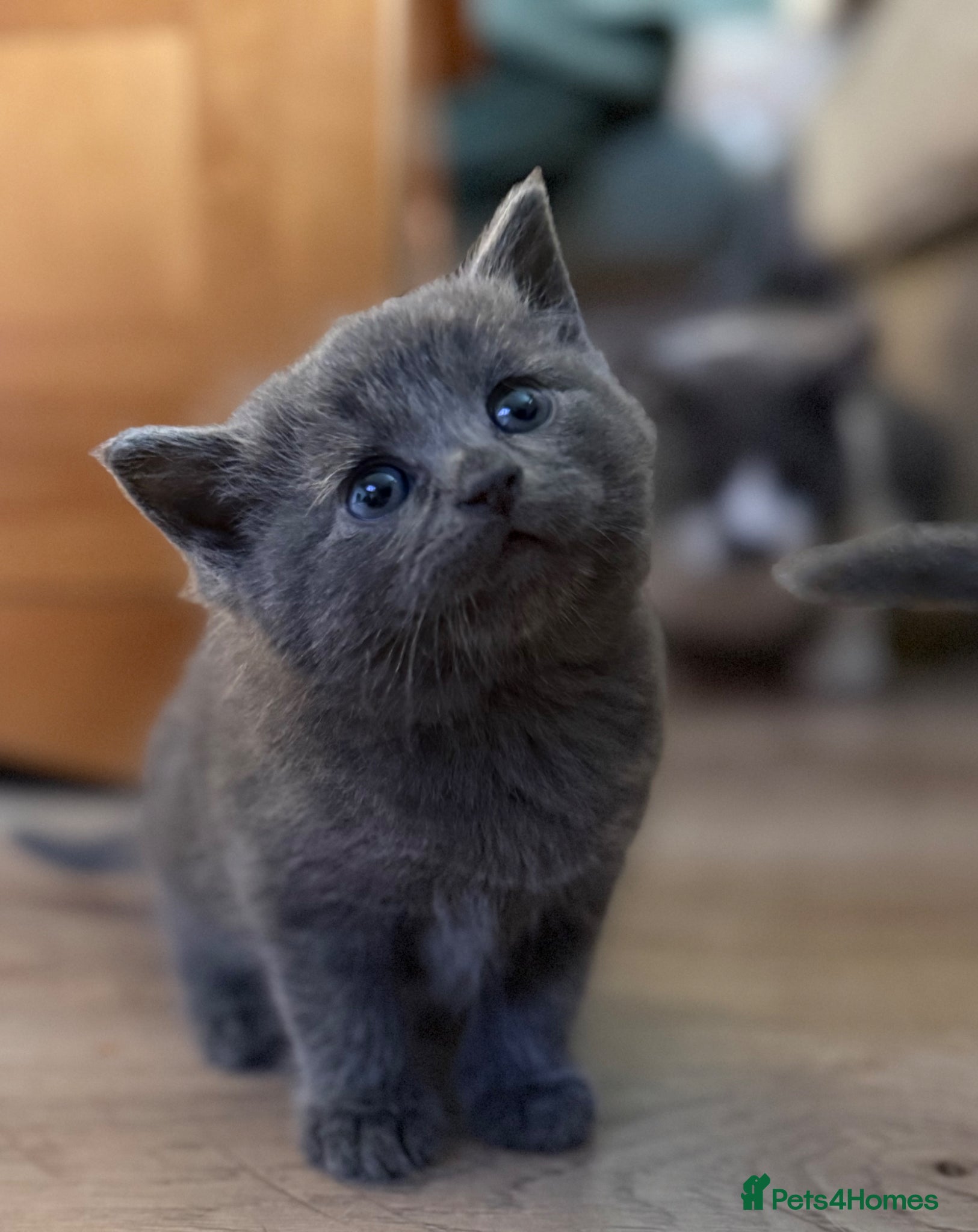 Mixed Breed cats Beautiful Blue Ragdoll x BSH  Kittens  - Advert 2