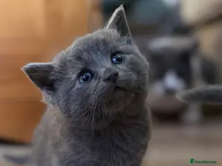 Mixed Breed cats Beautiful Blue Ragdoll x BSH Kittens - Advert 2