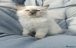 Ragdoll cats for sale: 2 left Pure Health tested huge ragdoll kittens  - Image 23