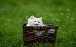 British Shorthair cats for sale: 🔥Exceptional GCCF pedigree golden BSH - Image 18