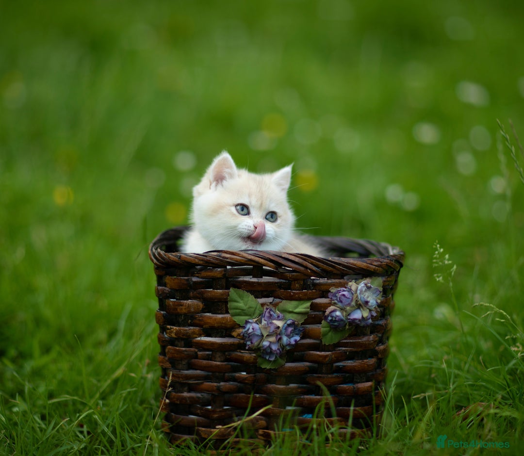 British Shorthair cats for sale: 🔥Exceptional GCCF pedigree golden BSH - Image 18
