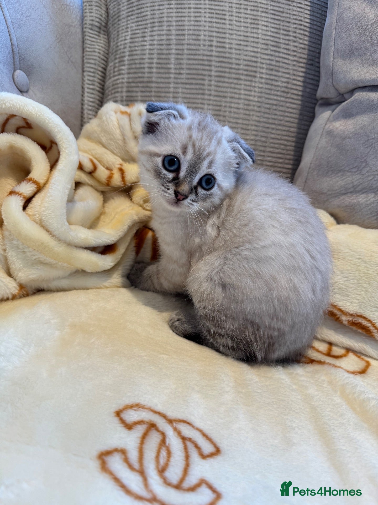 Mixed Breed cats Siberian x Scottish Folded Kittens  - Advert 19