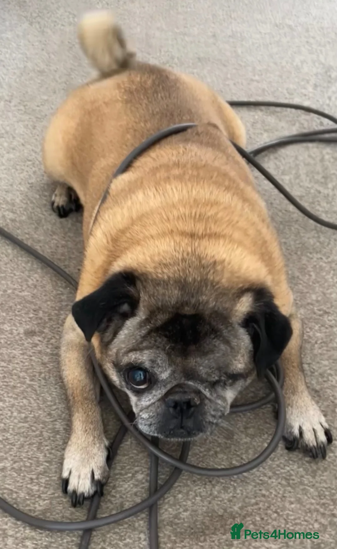 Pug dogs for sale: 8 year old Pug Looking for a Forever Home 🐶❤️ in Mansfield - Advert 3