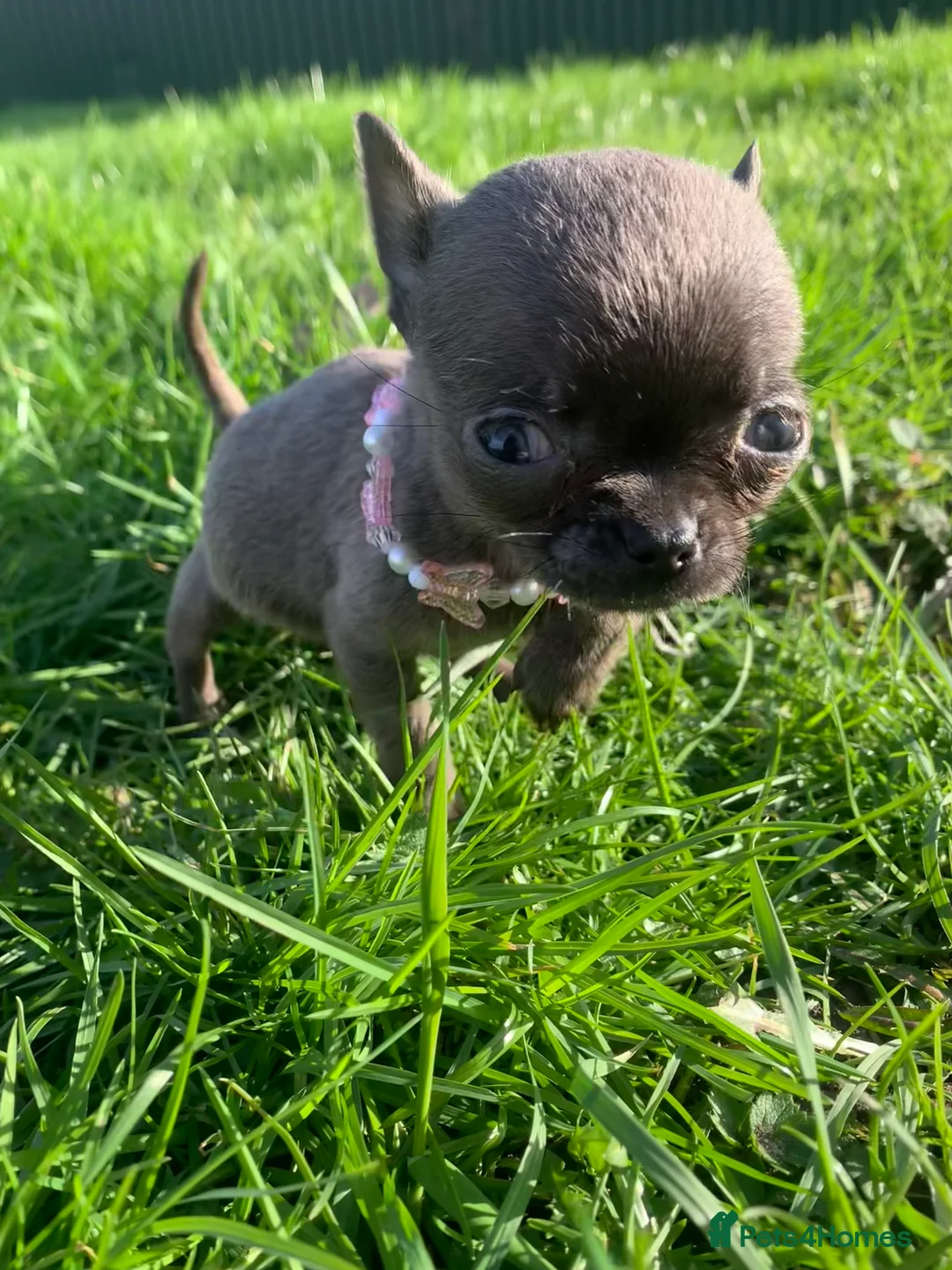 Chihuahua dogs for sale: Chihuahua pedigree 0% related parents in Leeds - Advert 12