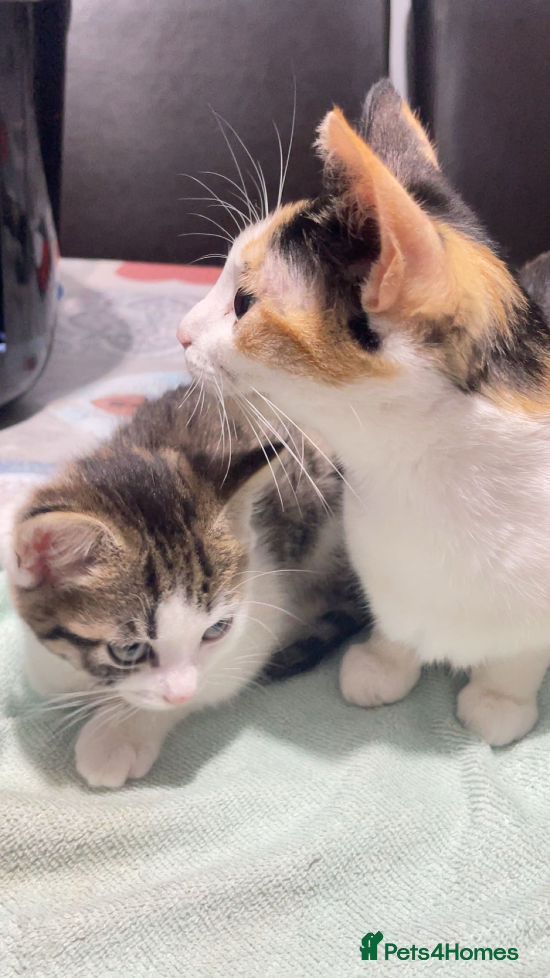 Domestic Shorthair cats for sale: cute kitten looking for a new home  - Advert 4