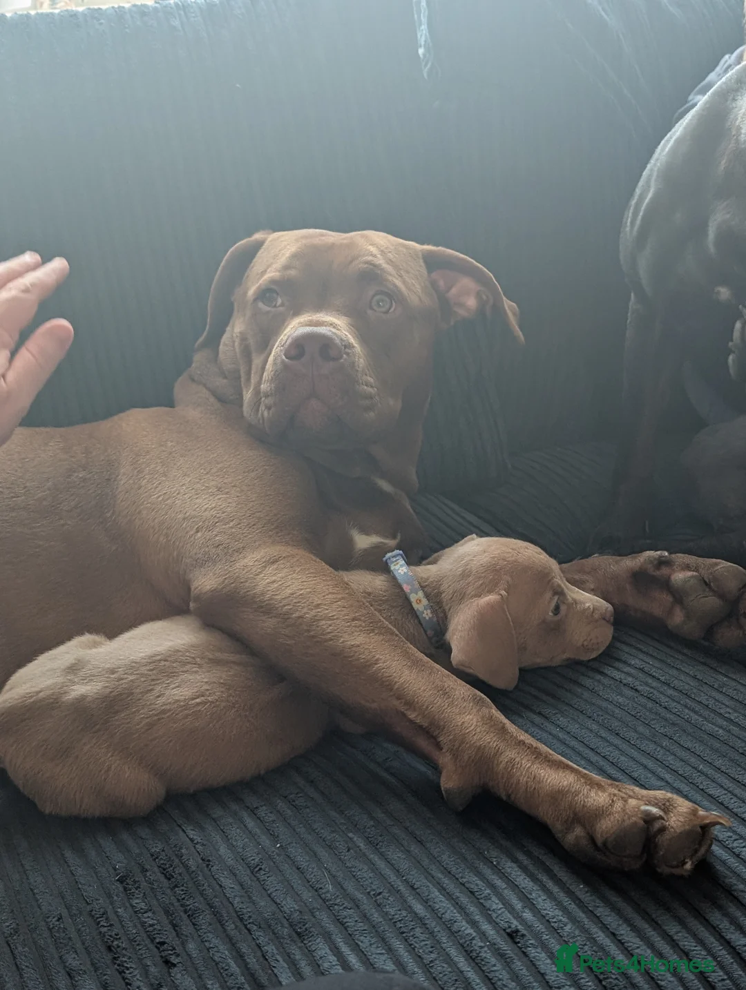 American Bulldog dogs for stud: Erebus  - Advert 12