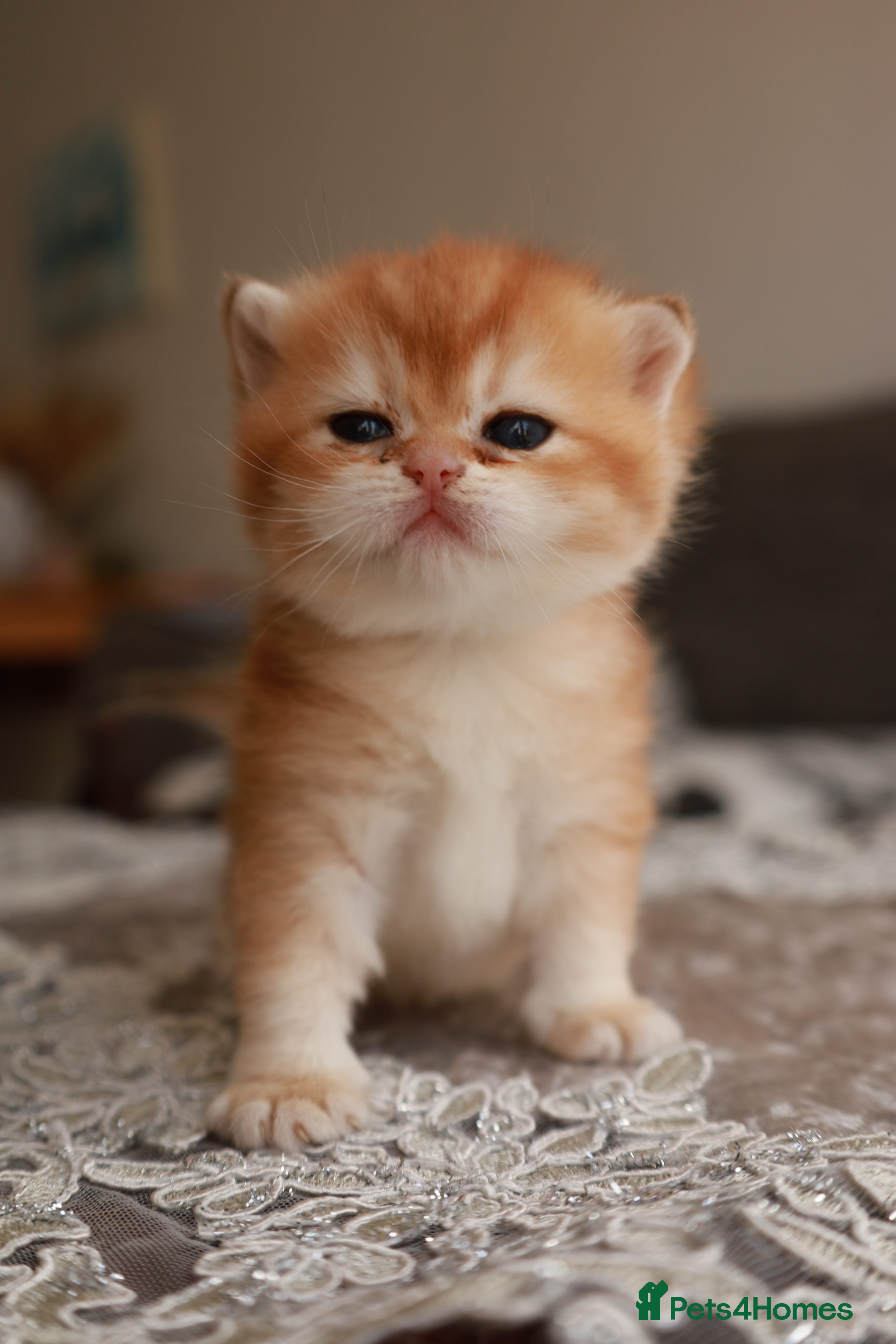 Brazilian Shorthair cats Girl Chocolate gold,TICA reg - Advert 1