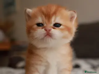 Brazilian Shorthair cats Girl Chocolate gold,TICA reg - Advert 11