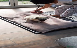Pug dogs for sale: Porscha requires new home as moving abroad  - Image 10