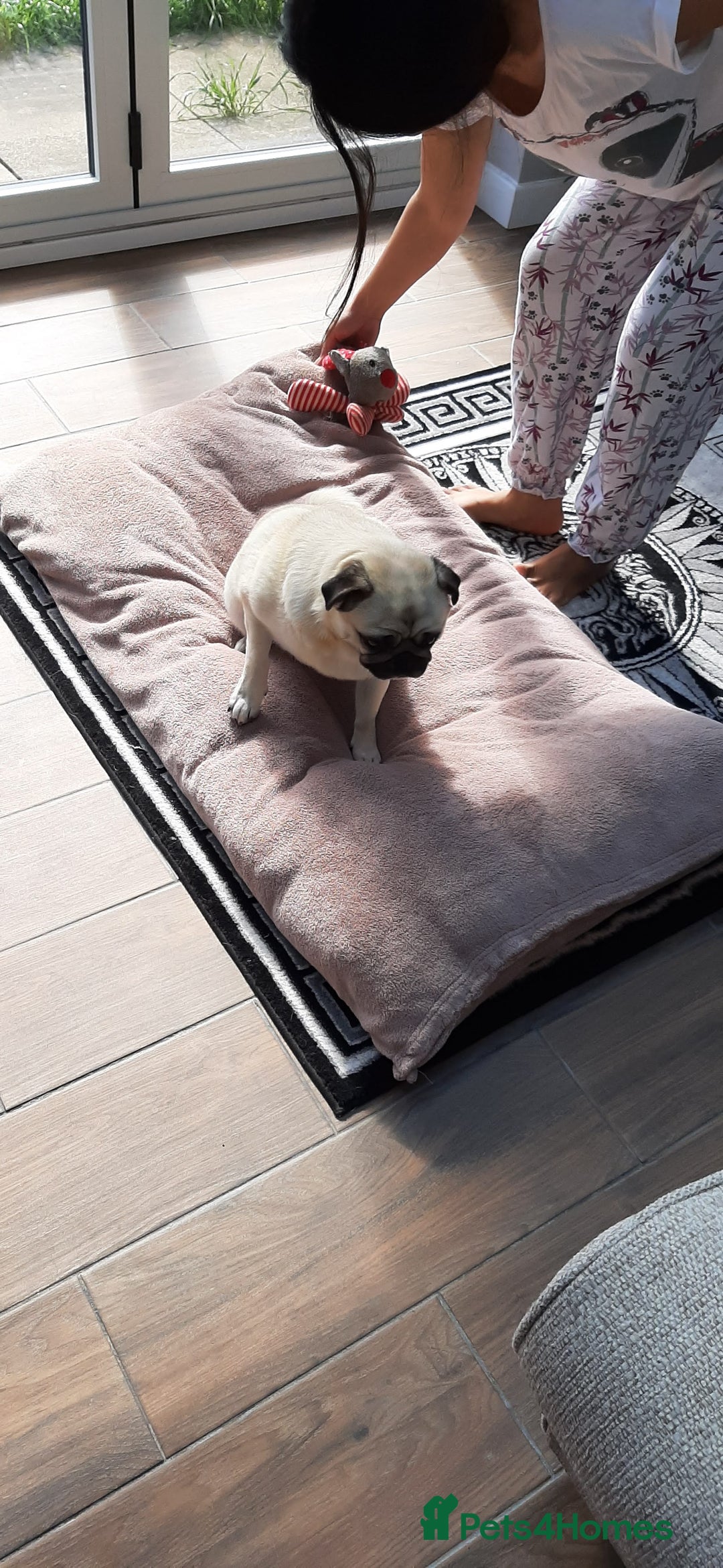 Pug dogs for sale: Porscha requires new home as moving abroad  - Image 10