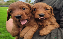 Labradoodle dogs for sale: The Darkest Fox Red Doodles. - Image 4
