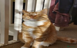 Turkish Van cats for sale: Domestic shorthair x Turkish Van ginger female - Image 3