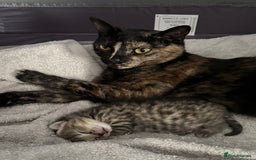 Mixed Breed cats for sale: American bobtail / tortoise shell - Image 23