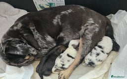 Pug dogs for sale: 3 pug puppies  - Image 4