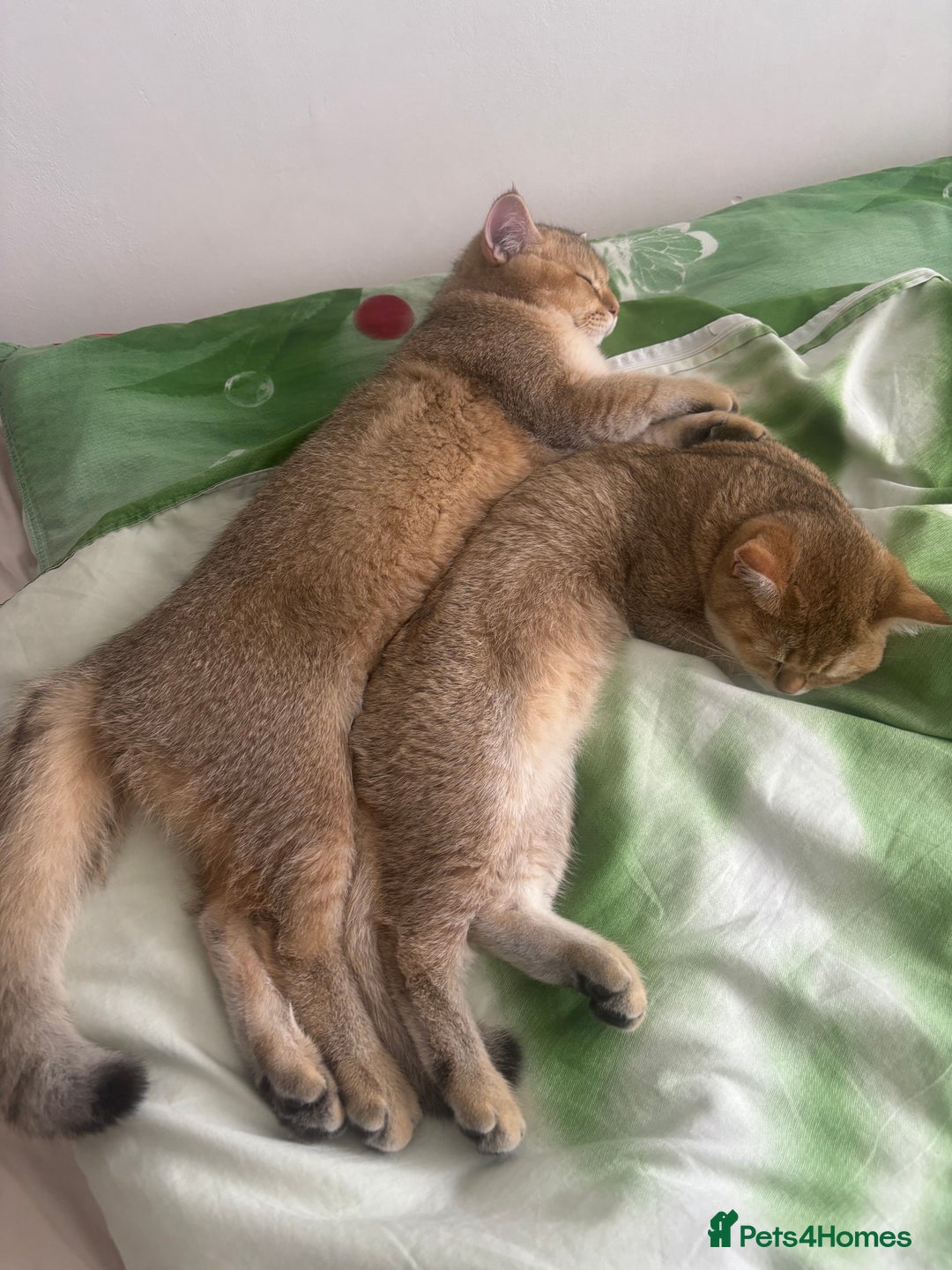 British Shorthair cats for sale: British shorthair Golden  Boy - Image 8