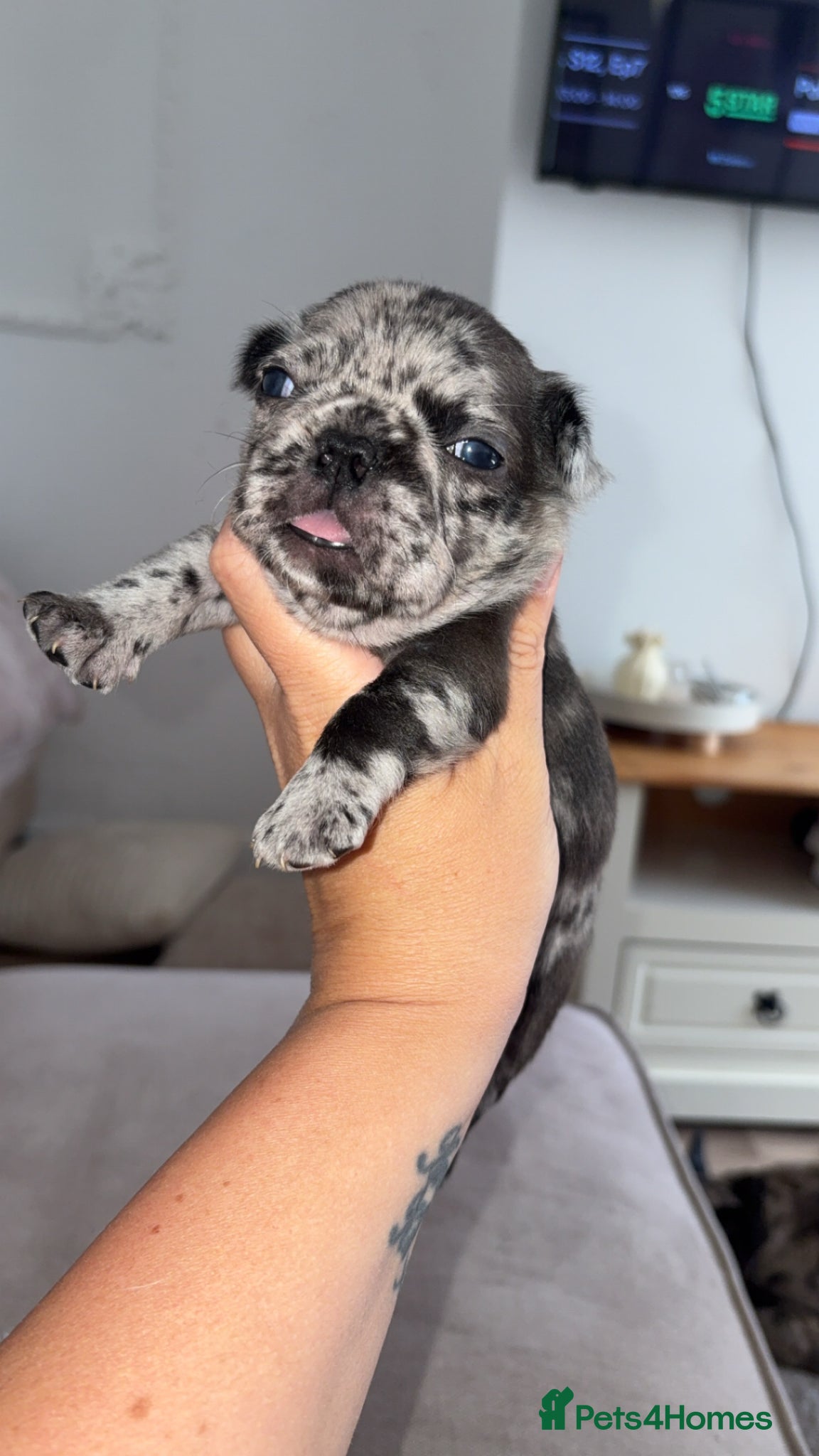 French Bulldog dogs for sale: Frenchie pups for sale! in Liverpool - Advert 2