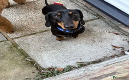 Miniature Dachshund dogs for sale: True miniature dauchshund for rehoming   - Advert 5