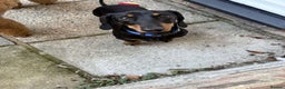 Miniature Dachshund dogs for sale: True miniature dauchshund for rehoming   - Advert 5