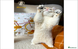 British Shorthair cats for sale: World Class Golden BSH/BLH Chinchilla, Shaded & CP - Image 39