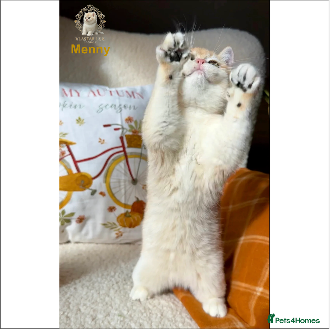 British Shorthair cats for sale: World Class Golden BSH/BLH Chinchilla, Shaded & CP - Image 39