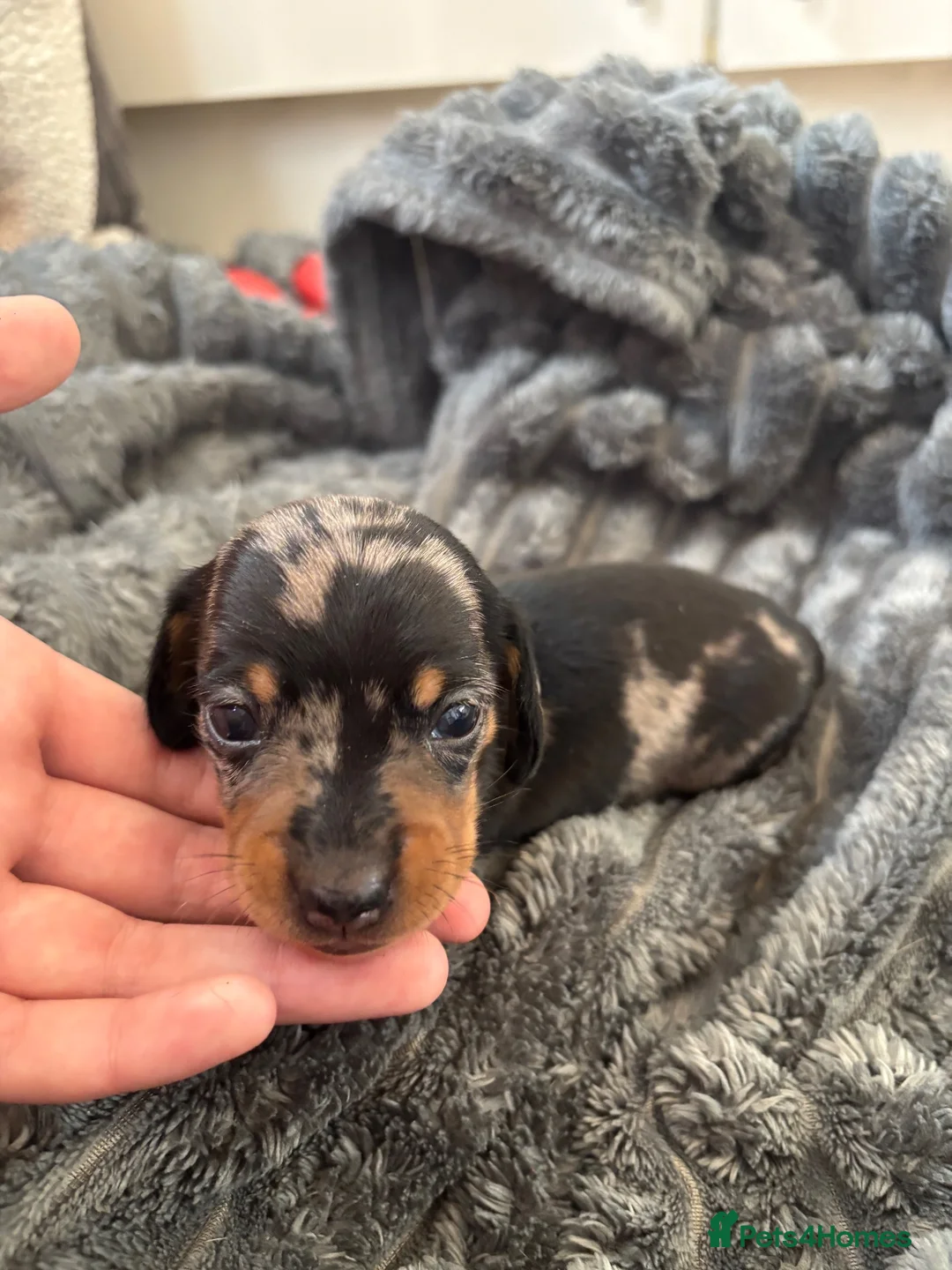 Miniature Dachshund dogs for sale: 2 Miniature Dachshunds for sale  in Hull - Advert 14