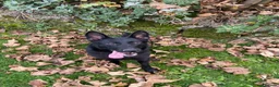 German Shepherd dogs for sale: Lucy  - Advert 8