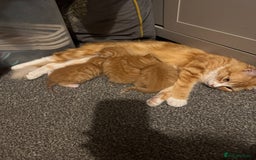 Munchkin cats for sale: 3 ginger male kittens  - Image 4