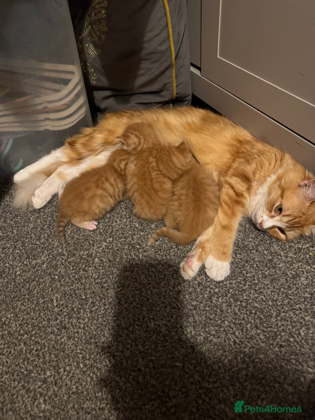 Munchkin cats for sale: 3 ginger male kittens  - Image 4