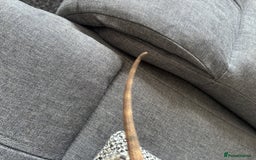 Bearded Dragon reptiles for sale: Bearded dragon with full set up  - Image 15