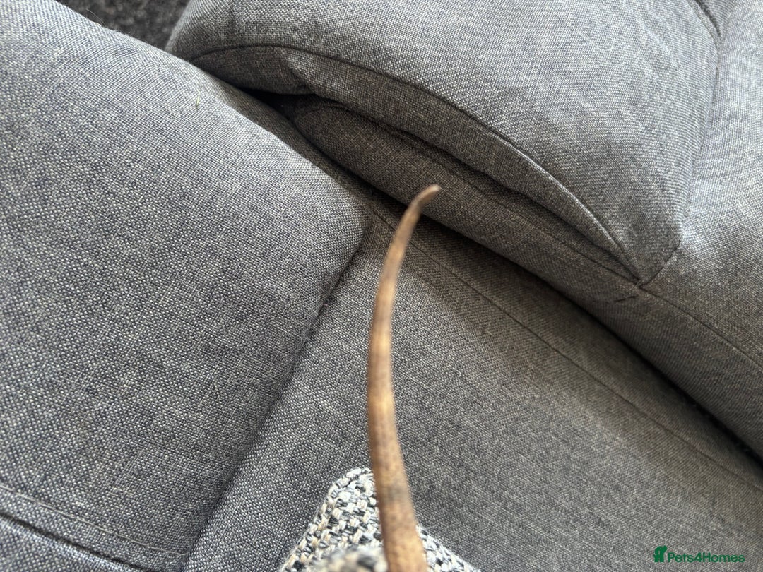 Bearded Dragon reptiles for sale: Bearded dragon with full set up  - Image 15