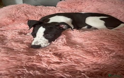Whippet dogs for sale: KC Registered Whippet Puppies - Image 24