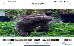 British Shorthair cats for sale: Pedigree kittens lilac boy blue girl  - Image 13