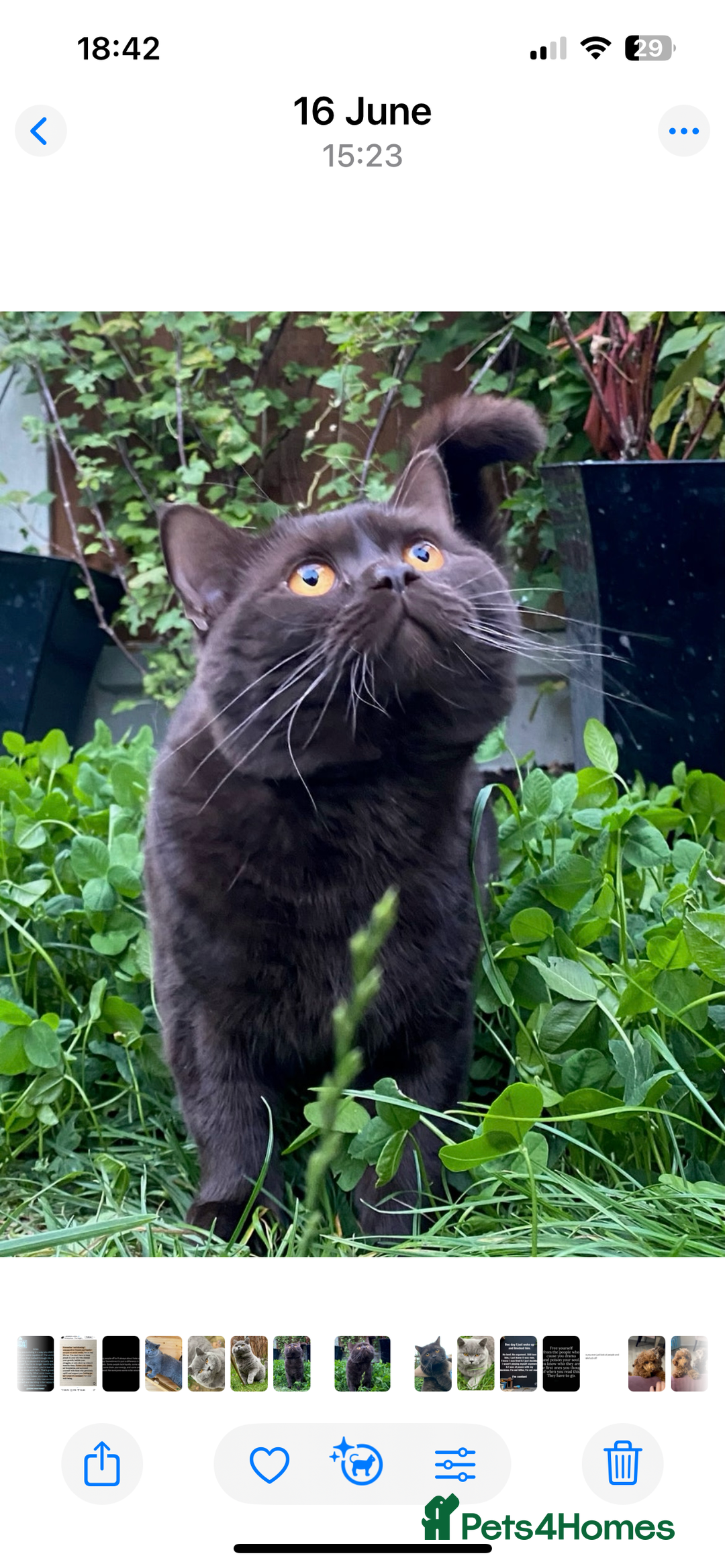 British Shorthair cats for sale: Pedigree kittens lilac boy blue girl  - Image 13