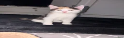 Mixed Breed cats for sale: Beautiful Calico Girls - Advert 9