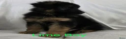 German Shepherd dogs for sale: Gorgeous German Shepherd Puppies For Sale - Advert 20