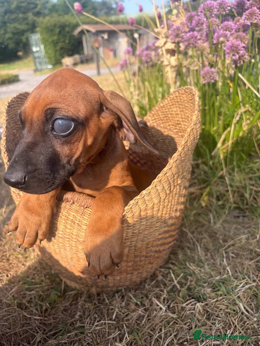 Rhodesian Ridgeback dogs for sale: Meet ‘Wonder’ Stevie Wonder  - Advert 1