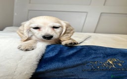 Miniature Dachshund dogs for sale: Clear Cream Miniature Dachsunds - Image 19
