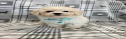 Maltipoo dogs for sale: Happy,loving affectionate Health Tested Maltipoo’s - Advert 33