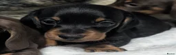 Miniature Dachshund dogs for sale: Quality KC/ PRA clear Miniature Dachshund puppies  - Advert 6