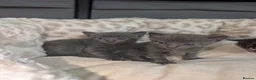 Mixed Breed cats for sale: Mixed Breed Bengal Kittens - Advert 7