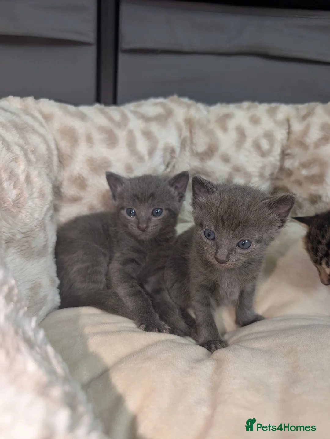 Mixed Breed cats for sale: Mixed Breed Bengal Kittens - Advert 7