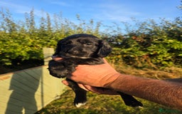 Sprocker dogs for sale: Working sprocker pups  - Image 6